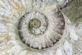 Huge, Tractor Ammonite (Douvilleiceras) Fossil - Madagascar #142946-1
